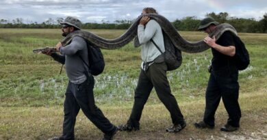 Pitao birmanesa capturada na Florida