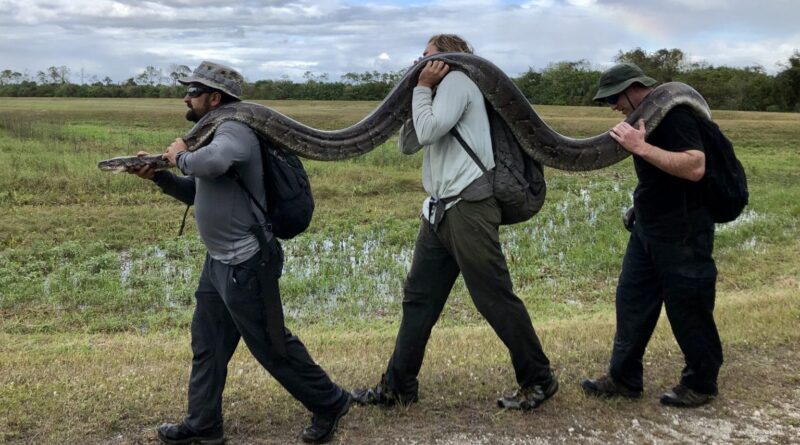 Pitao birmanesa capturada na Florida
