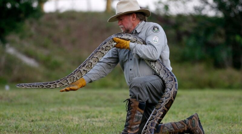 Píton-birmanesa invasora capturada no Everglades, Flórida