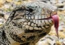 Tegu argentino preto e branco, lagarto invasor avistado na Flórida