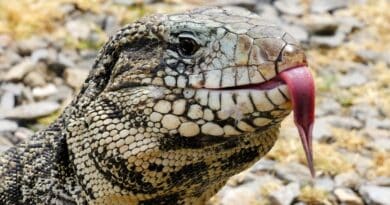 Tegu argentino preto e branco, lagarto invasor avistado na Flórida