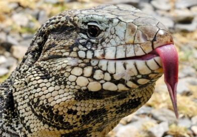 Tegu argentino preto e branco, lagarto invasor avistado na Flórida