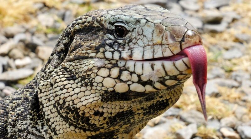Tegu argentino preto e branco, lagarto invasor avistado na Flórida