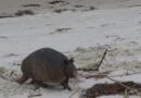 Tatu (armadillo) em habitat natural na Flórida, animal associado à transmissão de lepra