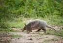 Tatu (armadillo) possivel transmissor de hansiase na Flórida