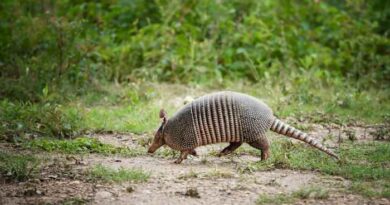 Tatu (armadillo) possivel transmissor de hansiase na Flórida