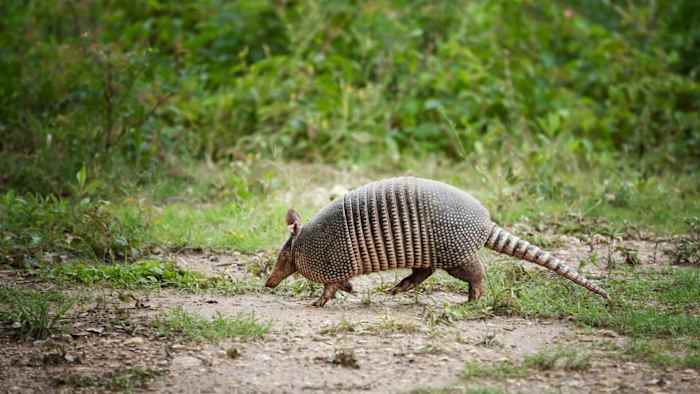 Tatu (armadillo) possivel transmissor de hansiase na Flórida