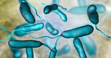 Bacteria Vibrio vulnificus encontrada em aguas quentes da Flórida