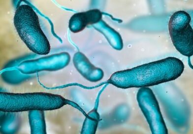 Bacteria Vibrio vulnificus encontrada em aguas quentes da Flórida