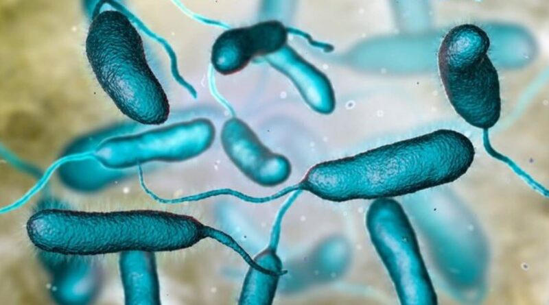 Bacteria Vibrio vulnificus encontrada em aguas quentes da Flórida