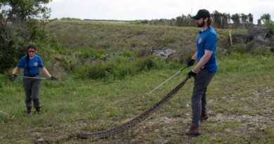 Píton birmanesa invasora capturada no Florida Python Challenge 2026