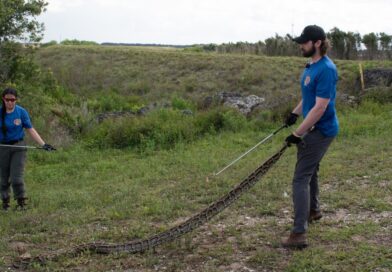 Píton birmanesa invasora capturada no Florida Python Challenge 2026