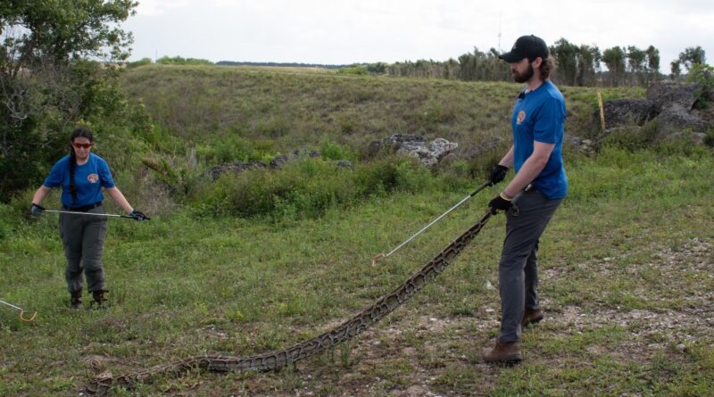 Píton birmanesa invasora capturada no Florida Python Challenge 2026