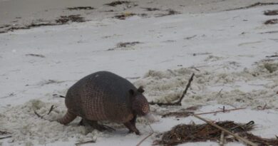 Tatu em ambiente natural na Flórida, animal apontado como transmissor da lepra