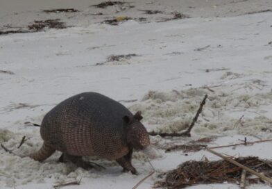 Tatu em ambiente natural na Flórida, animal apontado como transmissor da lepra