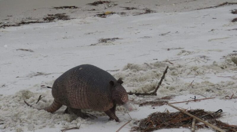 Tatu em ambiente natural na Flórida, animal apontado como transmissor da lepra