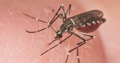 Mosquito Aedes aegypti, transmissor da dengue, em ambiente úmido
