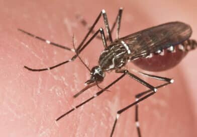 Mosquito Aedes aegypti, transmissor da dengue, em ambiente úmido