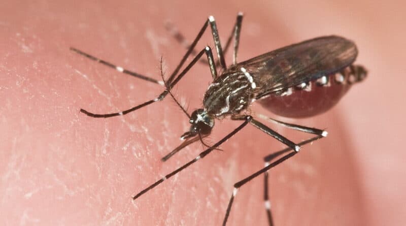 Mosquito Aedes aegypti, transmissor da dengue, em ambiente úmido