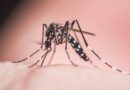 Mosquito Aedes pousando em pele humana - transmissor da dengue