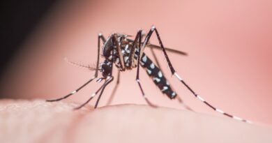 Mosquito Aedes pousando em pele humana - transmissor da dengue