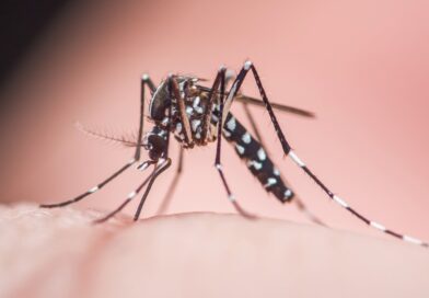 Mosquito Aedes pousando em pele humana - transmissor da dengue