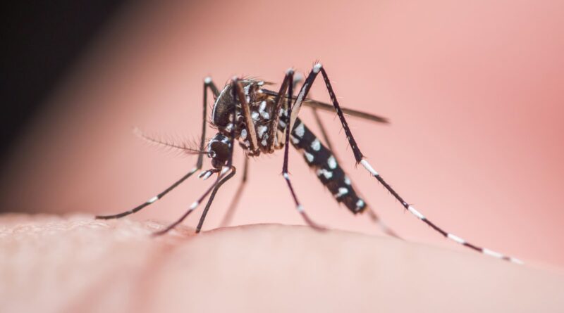 Mosquito Aedes pousando em pele humana - transmissor da dengue