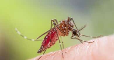 Mosquito Aedes aegypti com abdômen vermelho engorged de sangue sobre pele humana