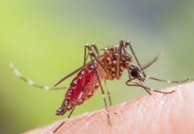 Mosquito Aedes aegypti com abdômen vermelho engorged de sangue sobre pele humana