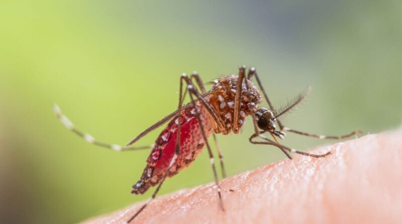 Mosquito Aedes aegypti com abdômen vermelho engorged de sangue sobre pele humana